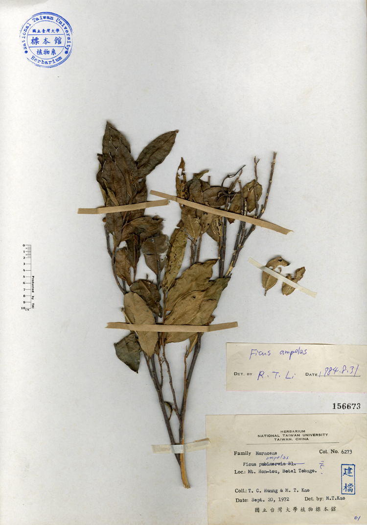 中文種名:菲律賓榕學名:Ficus ampelas俗名:菲律賓榕俗名（英文）:菲律賓榕