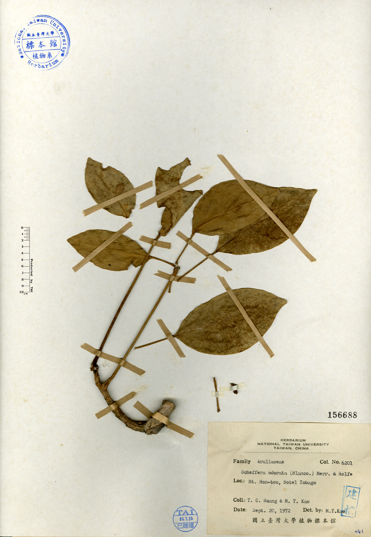 中文種名:鵝掌柴學名:Schefflera odorata (Blanco) Merr. & Rolfe俗名:鵝掌柴俗名（英文）:鵝掌柴