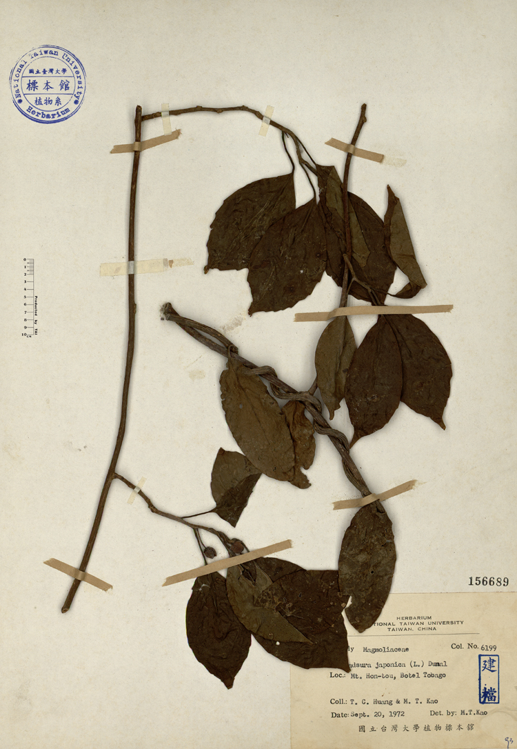 中文種名:菲律賓南五味子學名:Kadsura japonica (Linn.) Dunal.俗名:菲律賓南五味子俗名（英文）:菲律賓南五味子