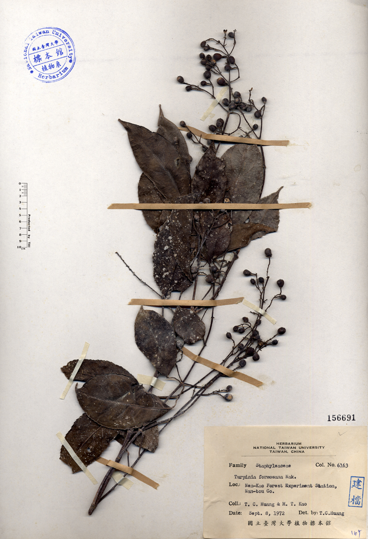 中文種名:山香圓學名:Turpinia formosana Nakai俗名:山香圓俗名（英文）:山香圓
