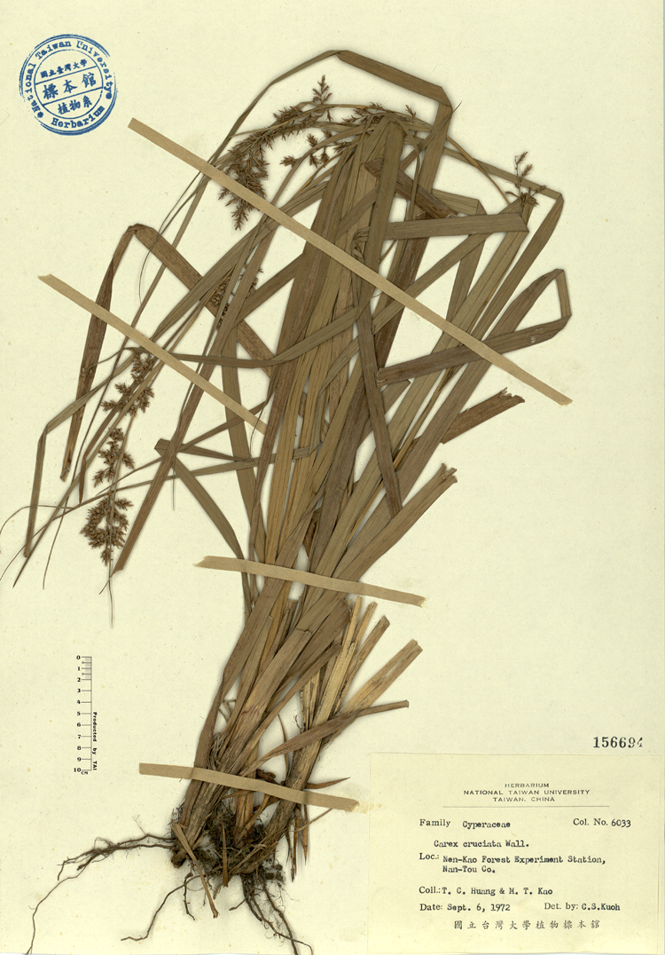 中文種名:煙火薹學名:Carex cruciata Wall.俗名:煙火薹俗名（英文）:煙火薹
