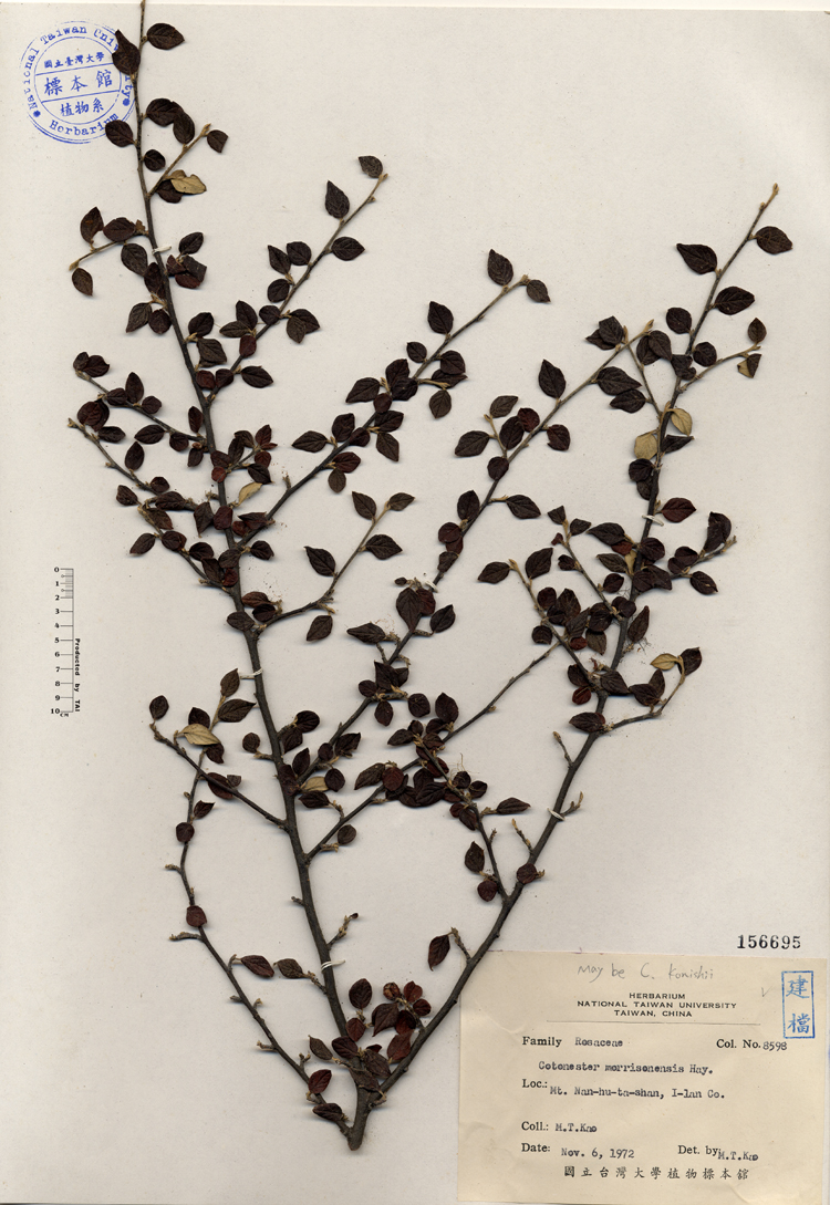 中文種名:玉山舖地蜈蚣學名:Cotonester morrisonensis Hay.俗名:玉山舖地蜈蚣俗名（英文）:玉山舖地蜈蚣