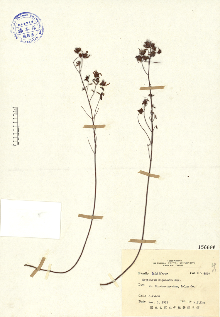 學名:Hypericum nagasawai Hayata