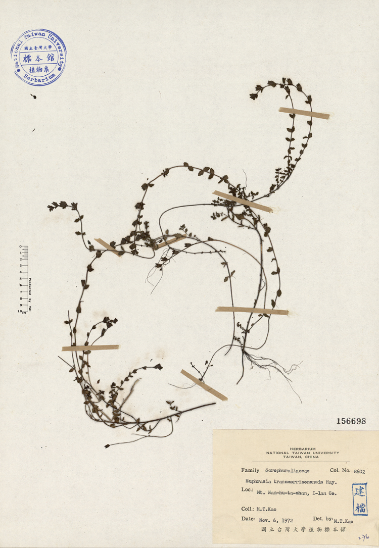 中文種名:玉山小米草學名:Euphrasia transmorrisonensis Hayata俗名:玉山小米草俗名（英文）:玉山小米草