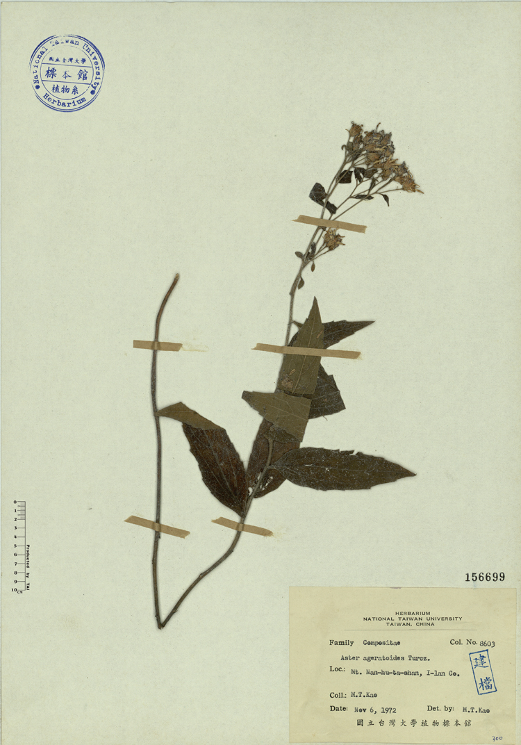 中文種名:絨山白蘭學名:Aster ageratoides Turcz.俗名:絨山白蘭俗名（英文）:絨山白蘭