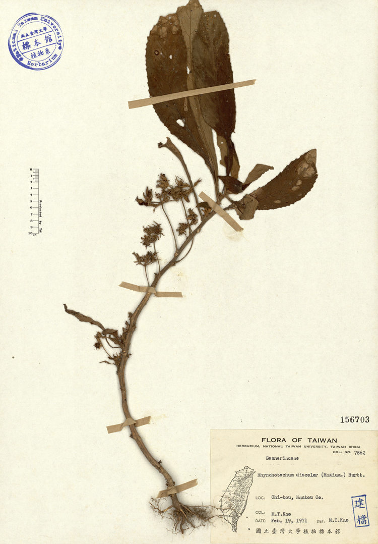 中文種名:同蕊草學名:Rhynchotechum discolor (Maxim.) Burtt俗名:同蕊草俗名（英文）:同蕊草