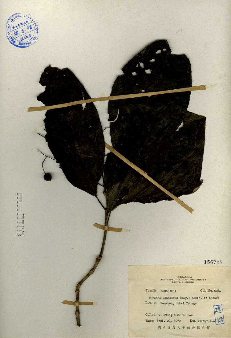 中文種名:錫蘭玉心花學名:Tarenna kotoensis (Hay.) Kaneh. et Sasaki俗名:錫蘭玉心花俗名（英文）:錫蘭玉心花