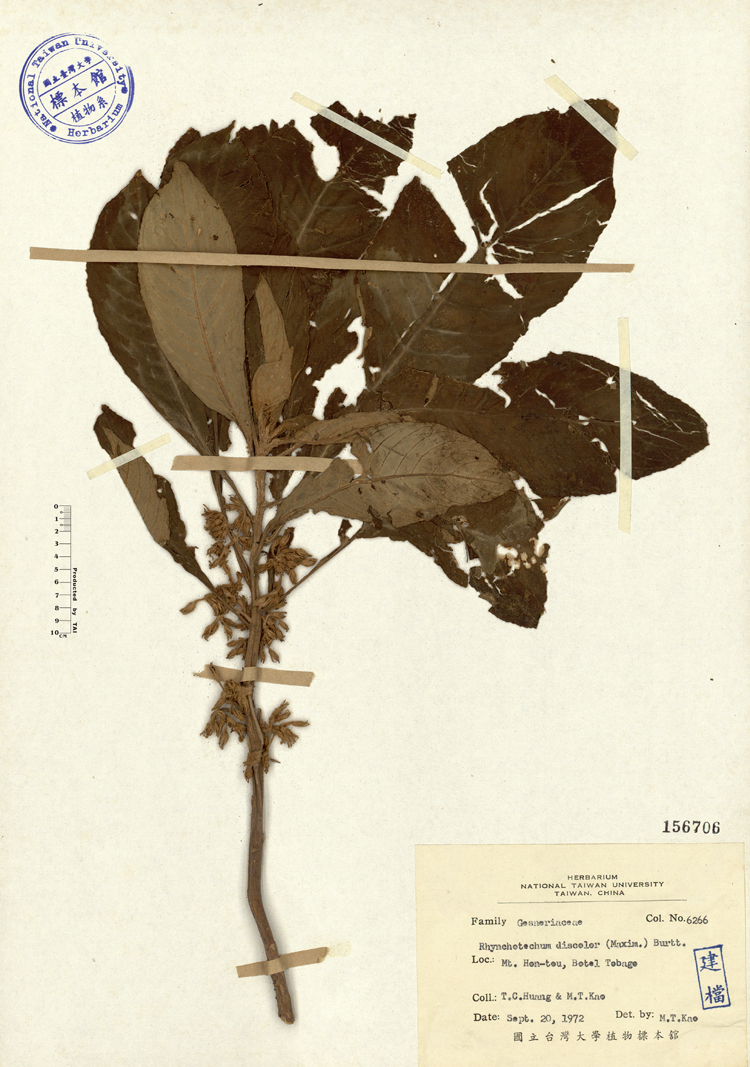 中文種名:同蕊草學名:Rhynchotechum discolor (Maxim.) Burtt俗名:同蕊草俗名（英文）:同蕊草