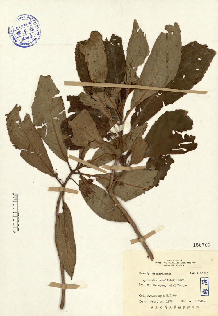 中文種名:雄胞囊草學名:Cyrtandra umbellifera Merr.俗名:雄胞囊草俗名（英文）:雄胞囊草