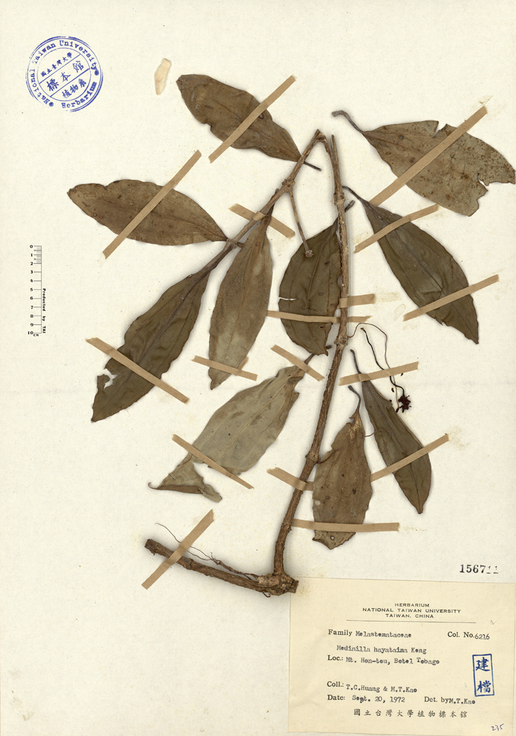 中文種名:蘭嶼野牡丹藤學名:Medinilla hayataiana Keng俗名:蘭嶼野牡丹藤俗名（英文）:蘭嶼野牡丹藤