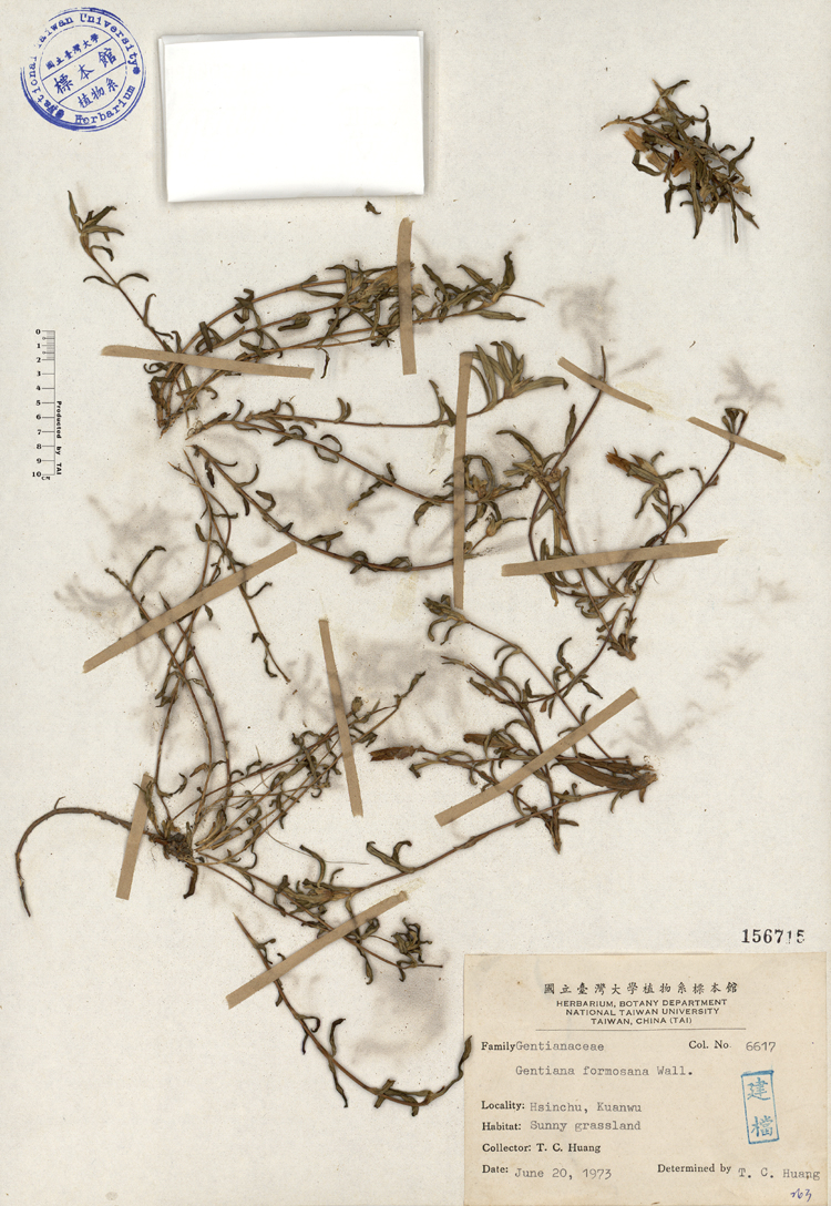 中文種名:台灣龍膽學名:Gentiana formosana Wall.俗名:台灣龍膽俗名（英文）:台灣龍膽