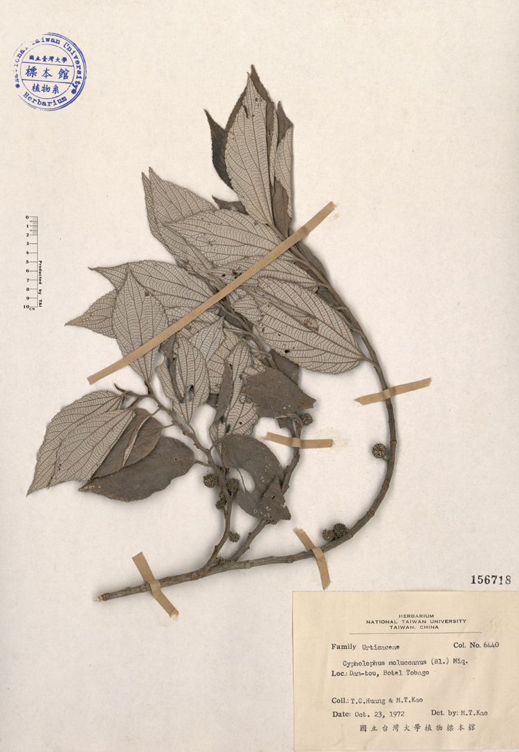 中文種名:四脈麻學名:Cypholophus moluccanus (Bl.) Miq.俗名:四脈麻俗名（英文）:四脈麻