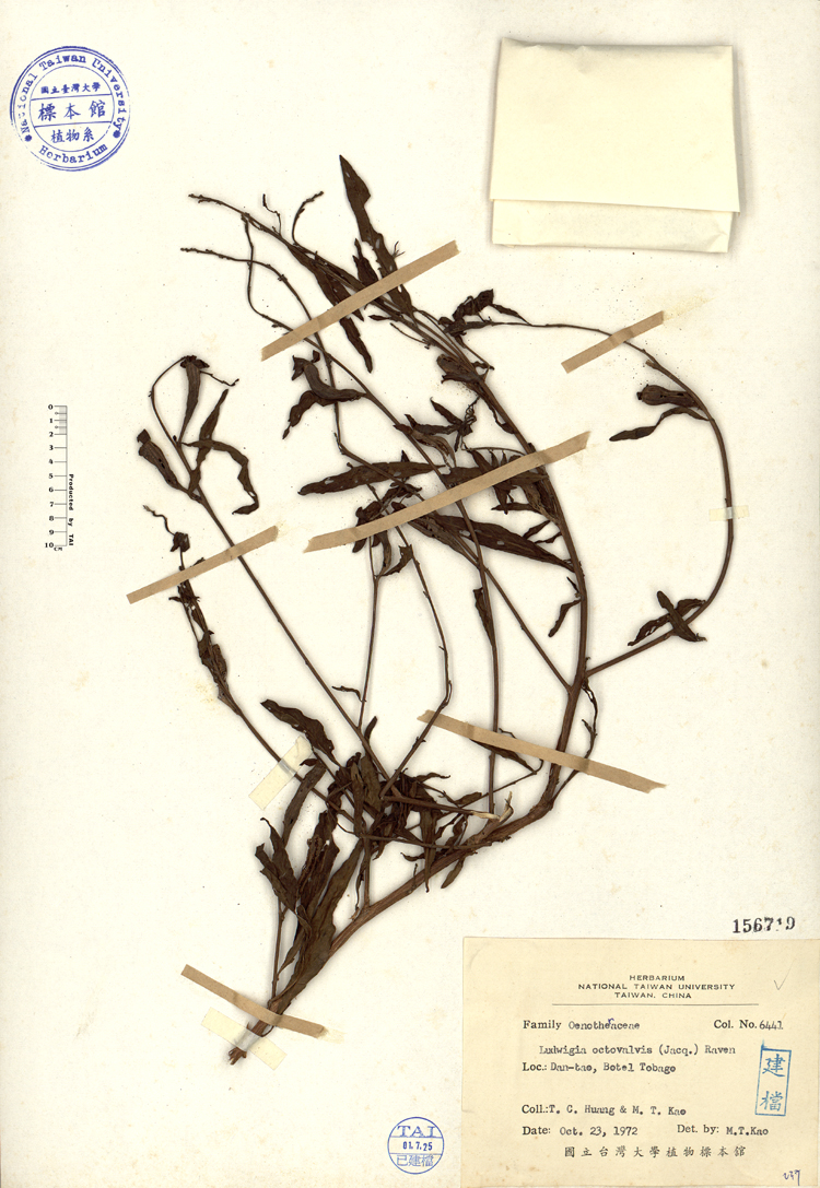 中文種名:水丁香學名:Ludwigia octovalvis (Jacq.) Raven俗名:水丁香俗名（英文）:水丁香