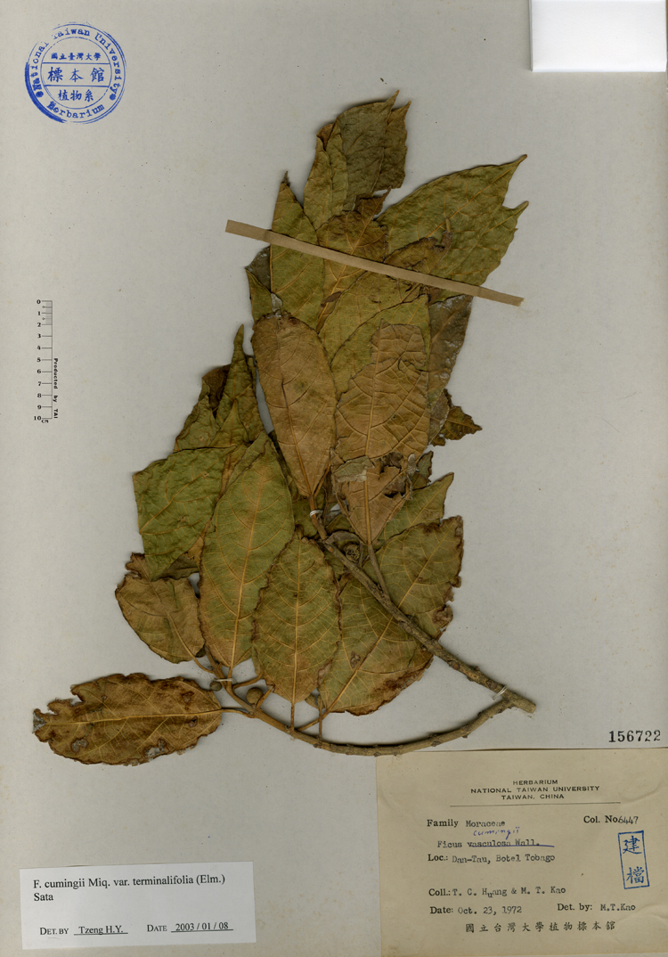 中文種名:對葉榕學名:Ficus cumingii俗名:對葉榕俗名（英文）:對葉榕