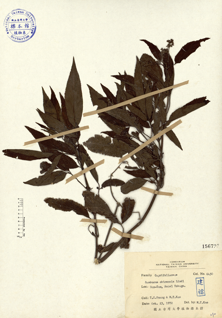 中文種名:冇骨消學名:Sambucus chinensis Lindl.俗名:冇骨消俗名（英文）:冇骨消