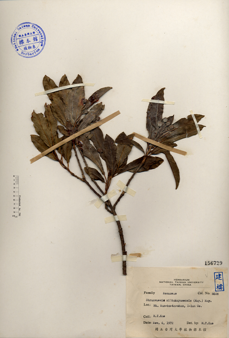 中文種名:玉山假沙梨學名:Stranvaesia niitakayamensis (Hay.) Hay.俗名:玉山假沙梨俗名（英文）:玉山假沙梨