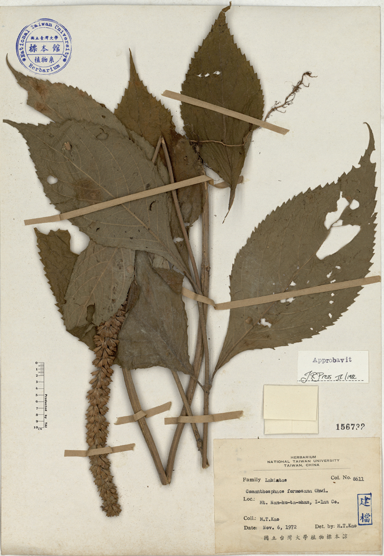 中文種名:台灣白木草學名:Comanthosphace formosana Ohwi俗名:台灣白木草俗名（英文）:台灣白木草