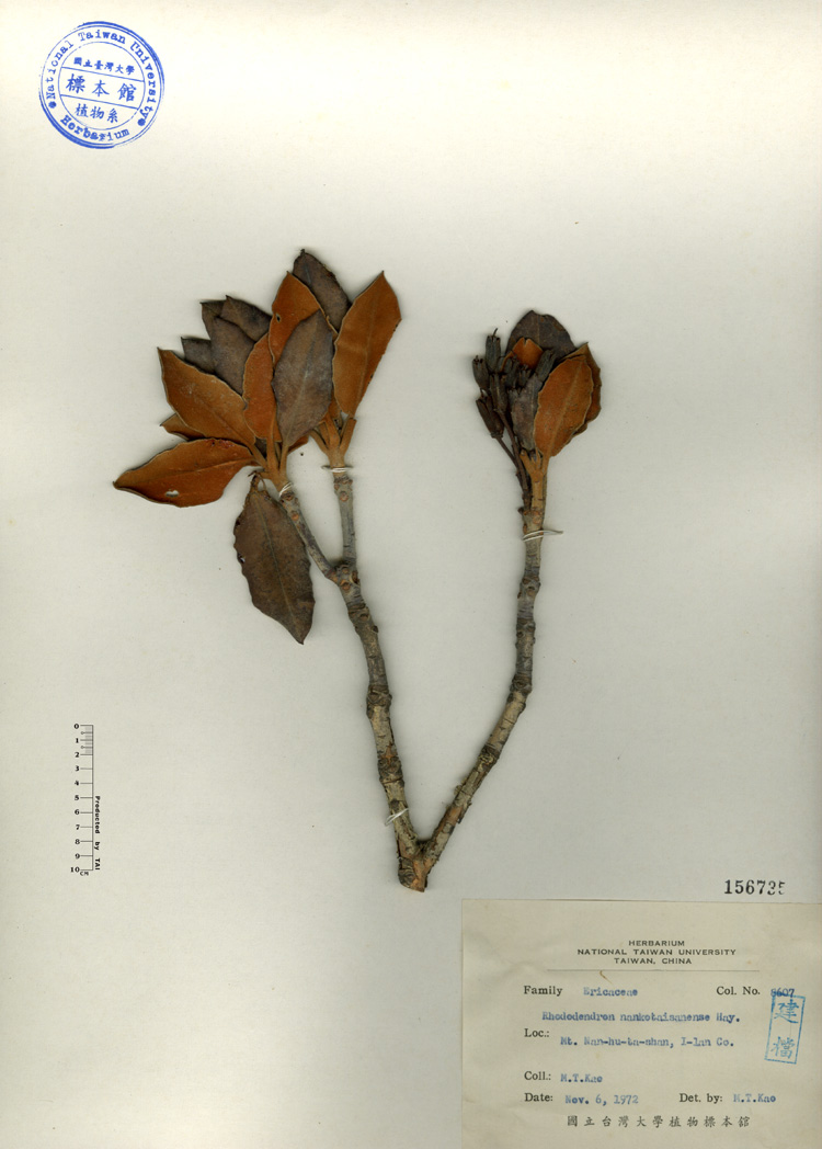 中文種名:南湖杜鵑學名:Rhododendron nankotaisanense Hay.俗名:南湖杜鵑俗名（英文）:南湖杜鵑