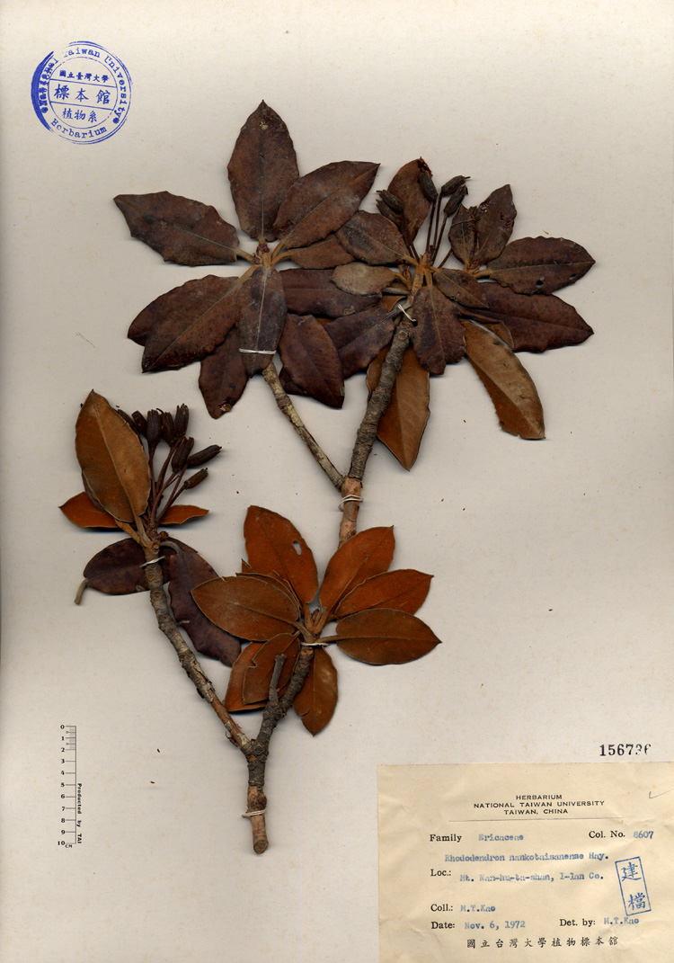中文種名:南湖杜鵑學名:Rhododendron nankotaisanense Hay.俗名:南湖杜鵑俗名（英文）:南湖杜鵑