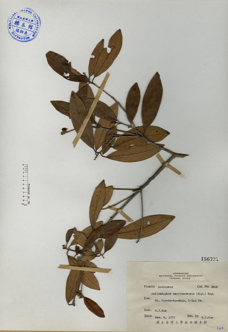中文種名:玉山木薑子學名:Actinodaphne morrisonensis (Hay.) Hay.俗名:玉山木薑子俗名（英文）:玉山木薑子