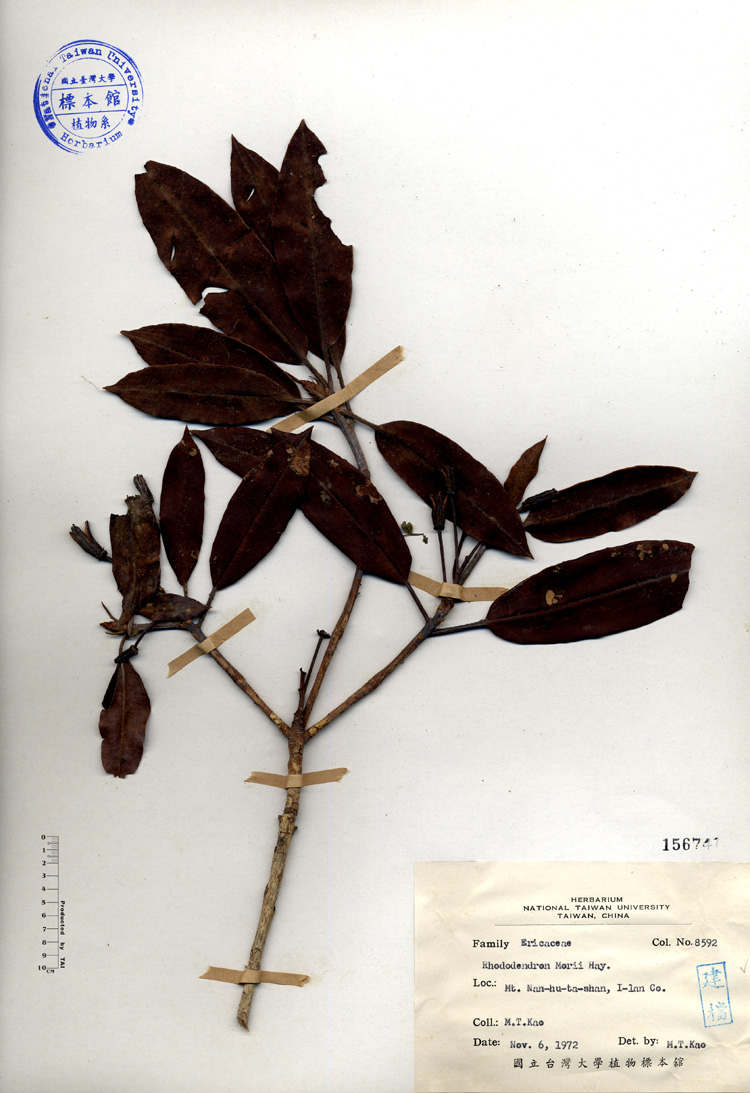 中文種名:玉山杜鵑學名:Rhododendron morii Hayata俗名:玉山杜鵑俗名（英文）:玉山杜鵑