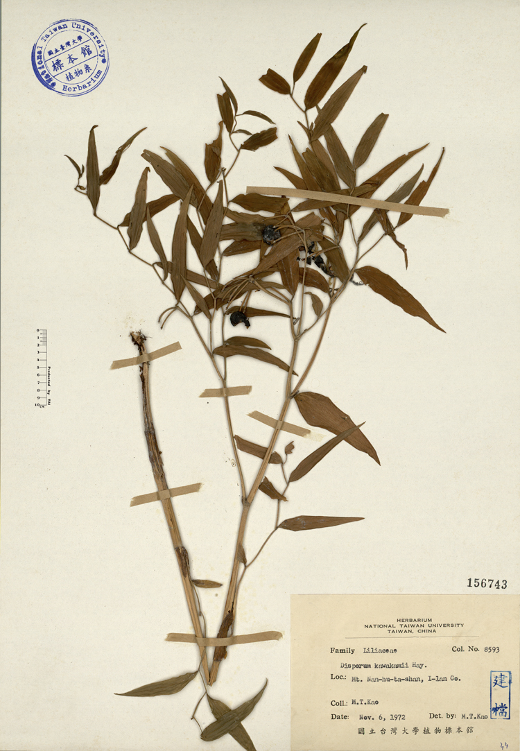 中文種名:台灣寶鐸花學名:Disporum kawakamii Hayata俗名:台灣寶鐸花俗名（英文）:台灣寶鐸花