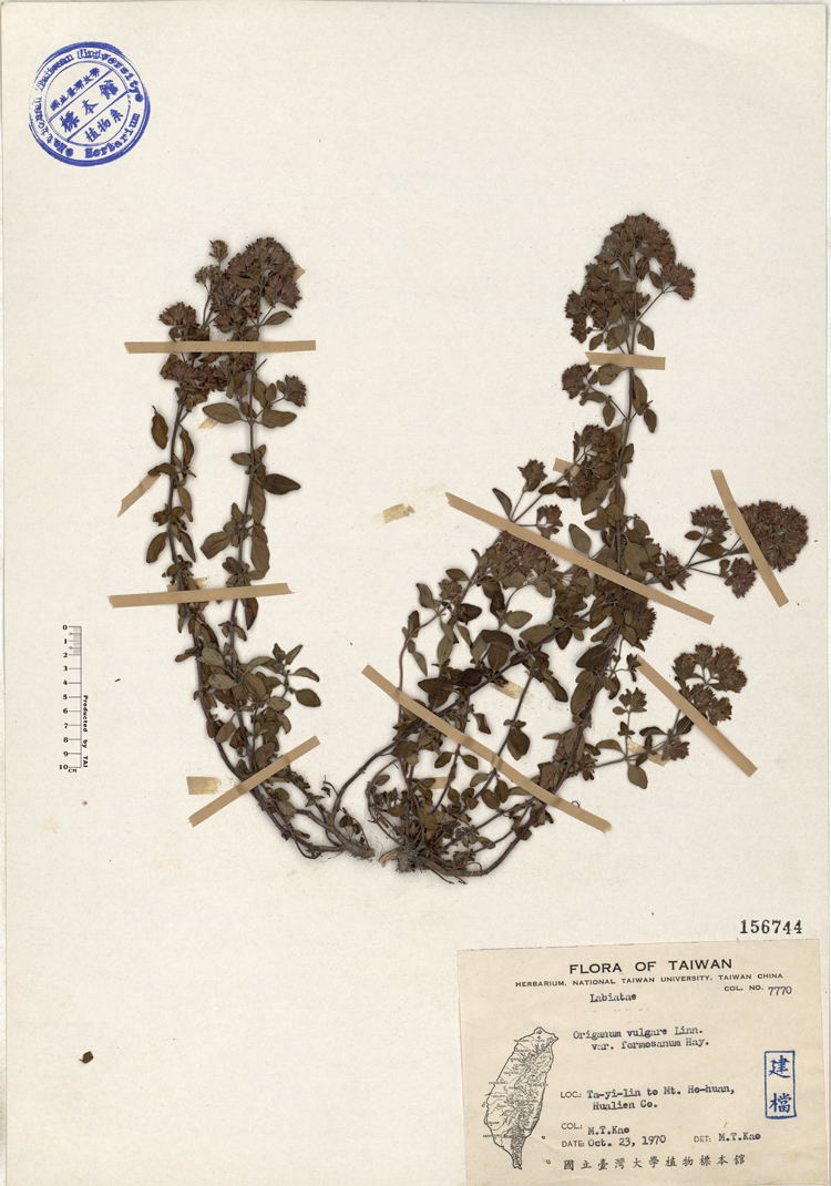 中文種名:野薄荷學名:Origanum vulgare Linn. var. formosanum Hay.俗名:野薄荷俗名（英文）:野薄荷