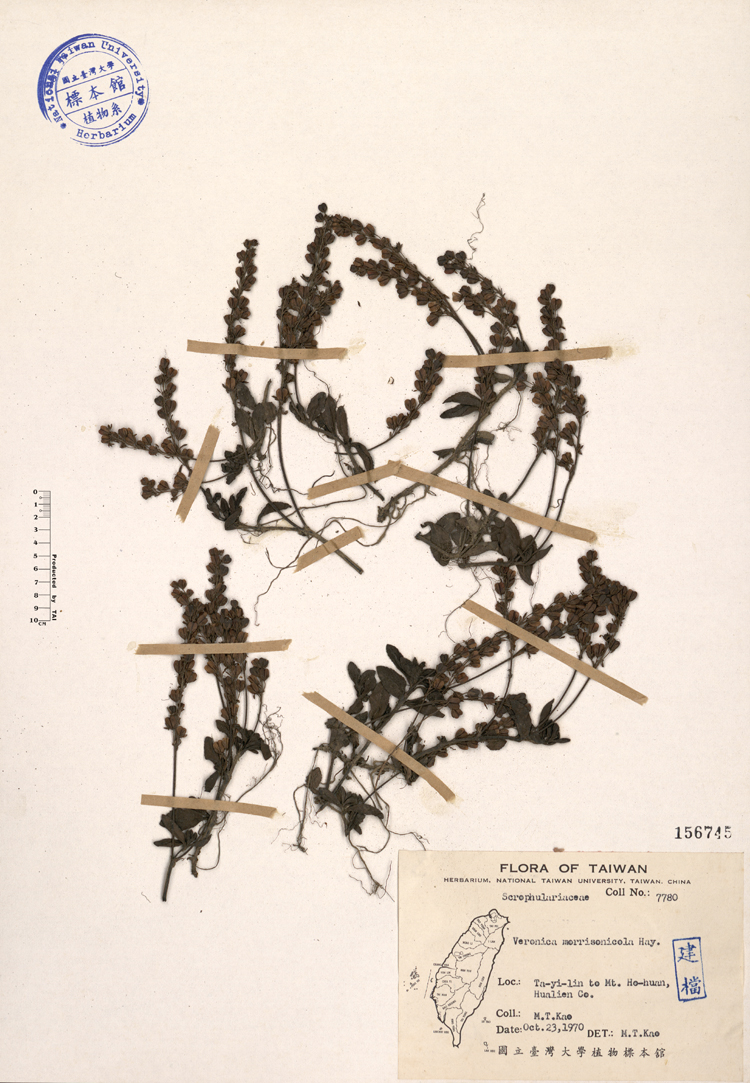 中文種名:玉山水苦賈學名:Veronica morrisonicola Hayata俗名:玉山水苦賈俗名（英文）:玉山水苦賈