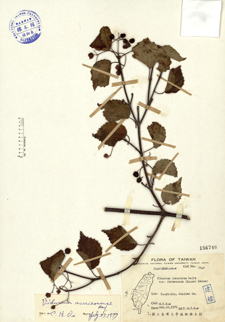 中文種名:紅子莢迷學名:Viburnum luzonicum Rolfe var. formosanum (Hance) Rehder俗名:紅子莢迷俗名（英文）:紅子莢迷