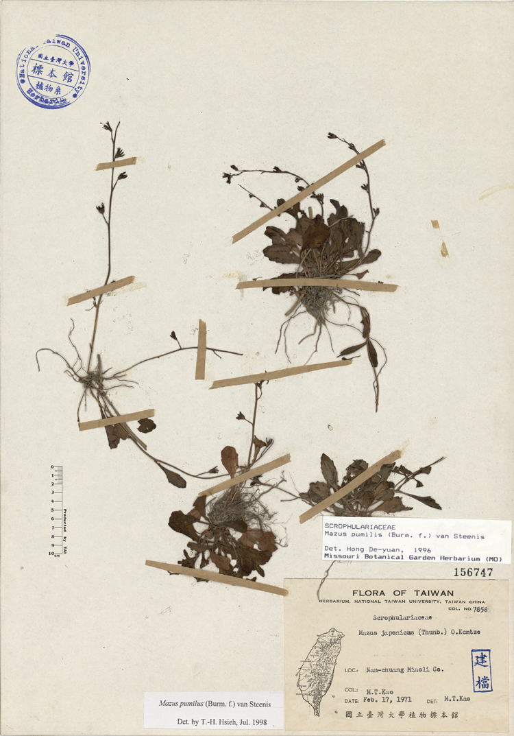 中文種名:通泉草學名:Mazus japonicus (Thunb.) O. Kuntze俗名:通泉草俗名（英文）:通泉草