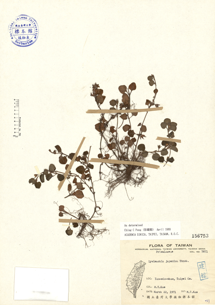中文種名:小茄學名:Lysimachia japonica Thunb.俗名:小茄俗名（英文）:小茄
