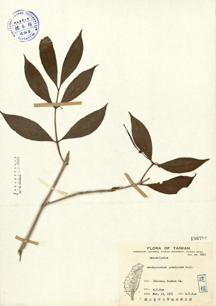 中文種名:長果藤學名:Aeschynanthus acuminatus Wall.俗名:長果藤俗名（英文）:長果藤