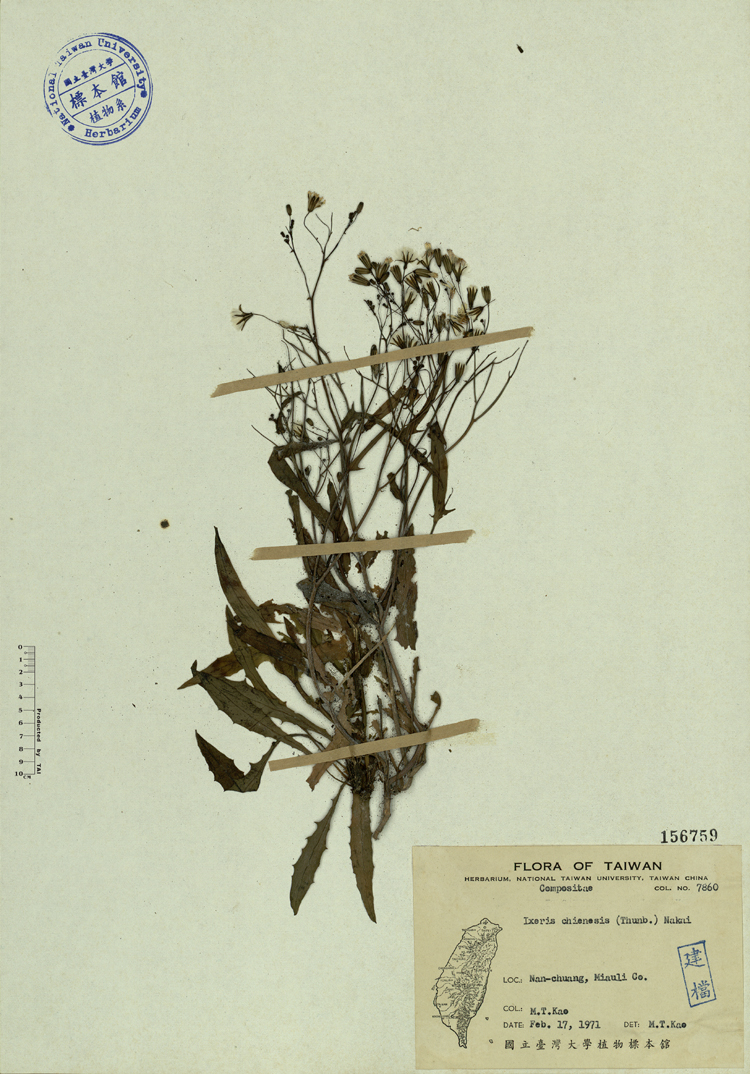 中文種名:兔仔菜學名:Ixeris chienesis (Thunb.) Nakai俗名:兔仔菜俗名（英文）:兔仔菜