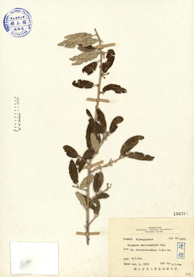 中文種名:鄧氏胡頹子學名:Elaeagnus morrisonensis Hayata俗名:鄧氏胡頹子俗名（英文）:鄧氏胡頹子