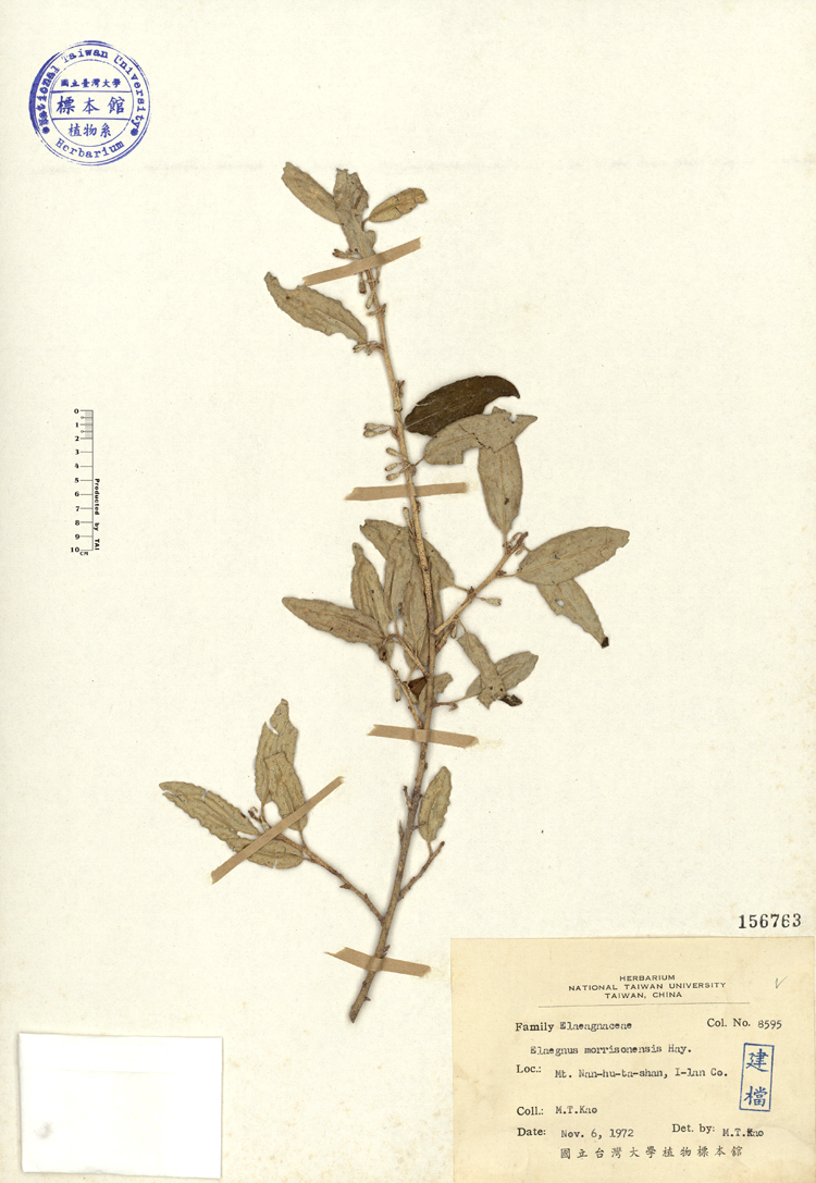 中文種名:鄧氏胡頹子學名:Elaeagnus morrisonensis Hayata俗名:鄧氏胡頹子俗名（英文）:鄧氏胡頹子