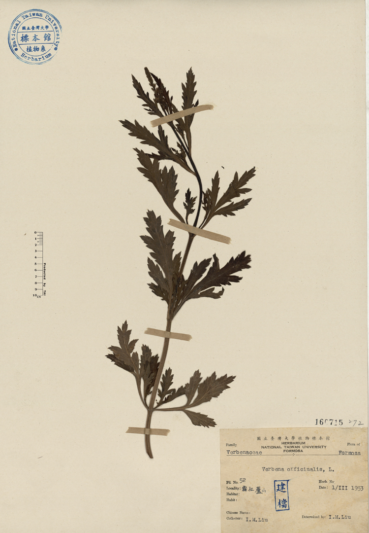 中文種名:馬鞭草學名:Verbena officinalis L.俗名:馬鞭草俗名（英文）:馬鞭草