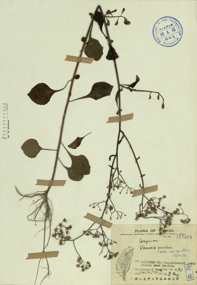 中文種名:一枝香學名:Vernonia cinerea var. parviflora (Reinw.) DC.俗名:一枝香俗名（英文）:一枝香