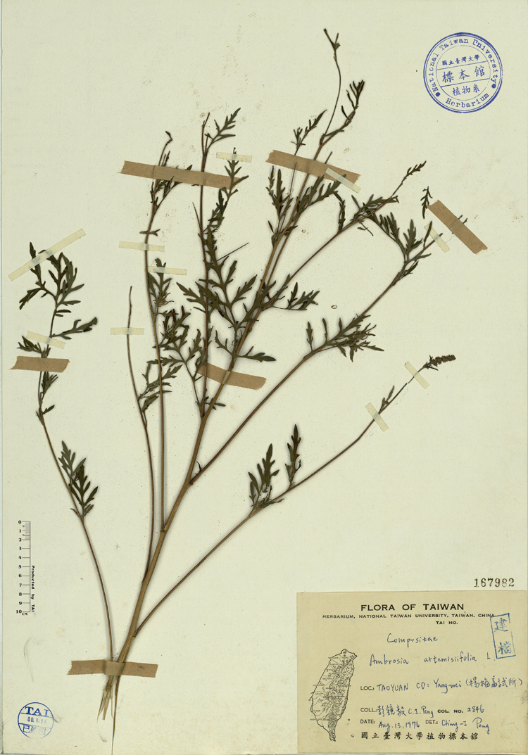 中文種名:豬草學名:Ambrosia artemisiifolia L.俗名:豬草俗名（英文）:豬草