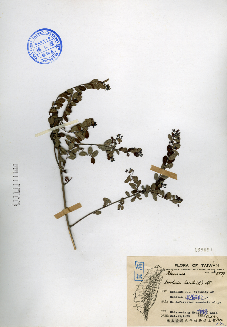中文種名:小葉黃鱔藤學名:Berchemia lineata (L.) DC.俗名:小葉黃鱔藤俗名（英文）:小葉黃鱔藤