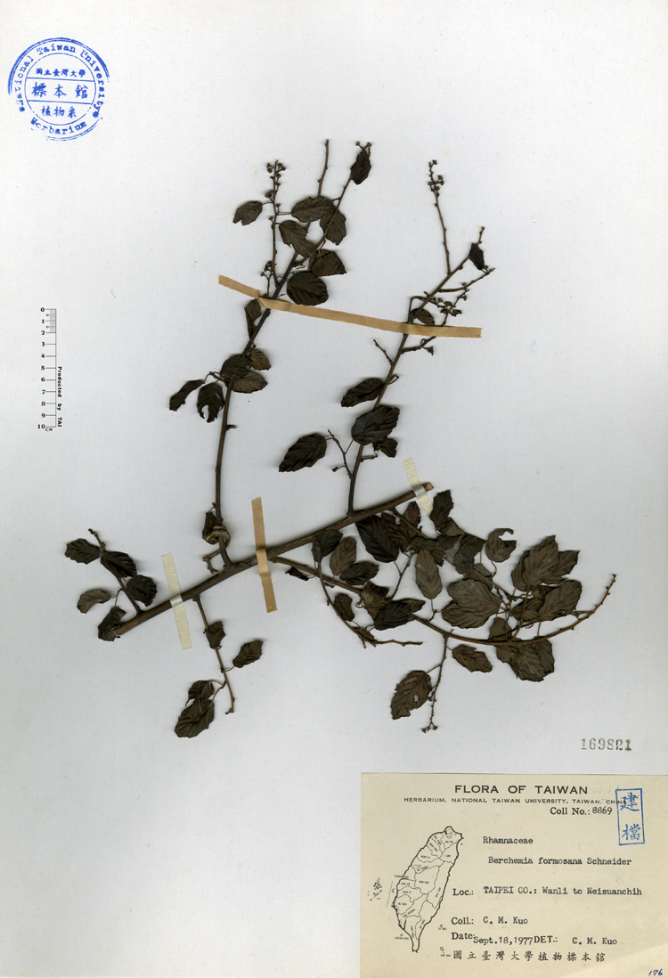 中文種名:小葉黃鱔藤學名:Berchemia formosana Schneider俗名:小葉黃鱔藤俗名（英文）:小葉黃鱔藤