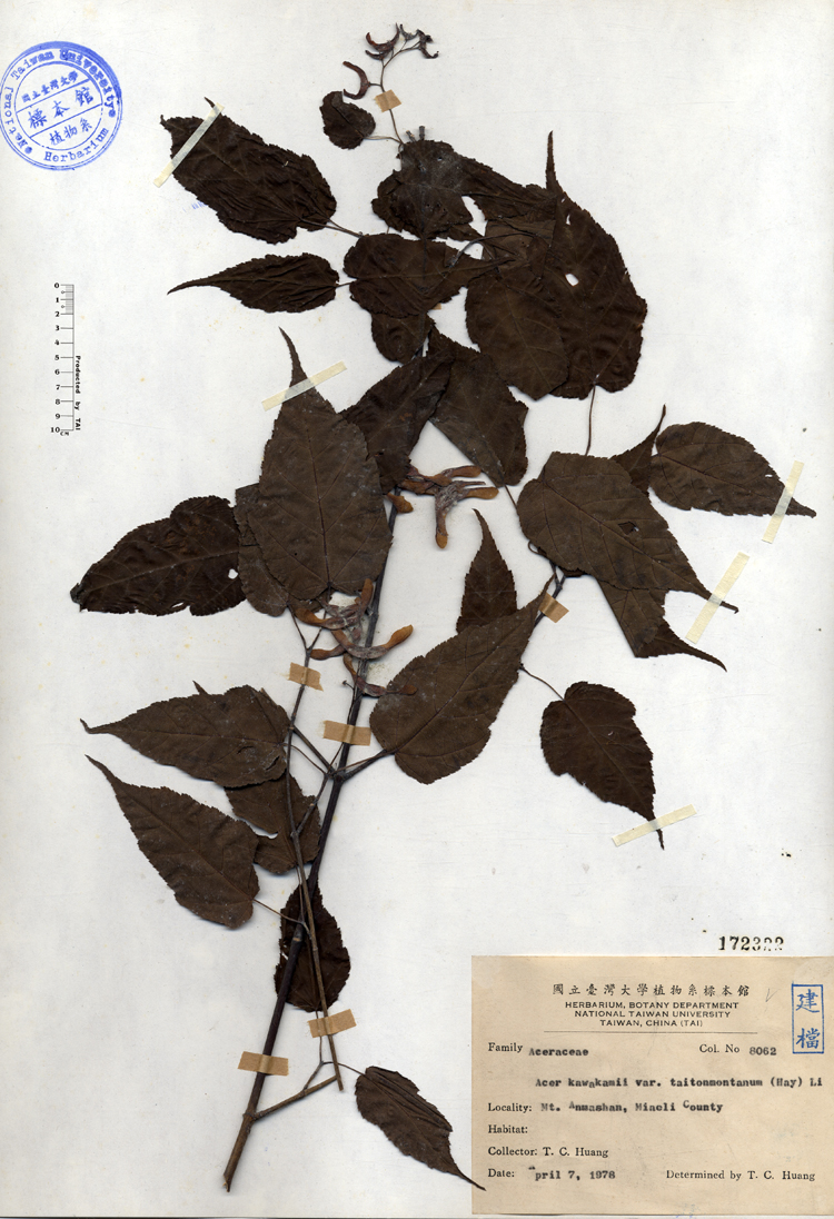 中文種名:尖葉槭學名:Acer kawakamii Koidz. var. taitonmontanum (Hay) Li俗名:尖葉槭俗名（英文）:尖葉槭