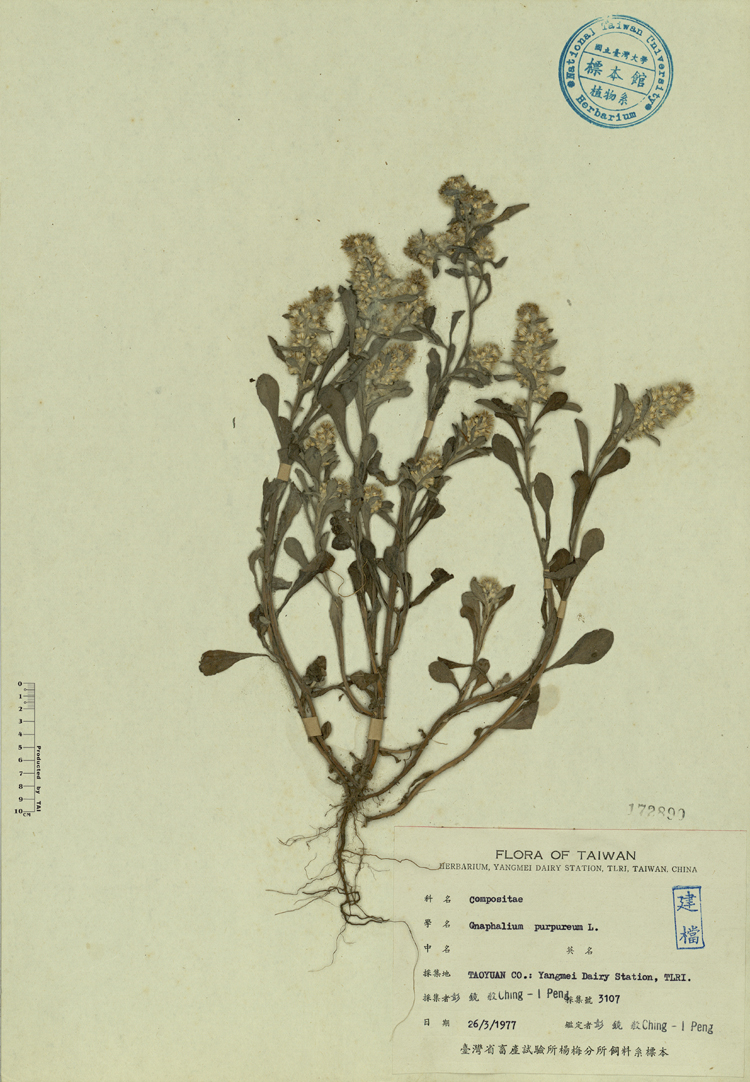 中文種名:鼠麴舅學名:Gnaphalium purpureum L.俗名:鼠麴舅俗名（英文）:鼠麴舅