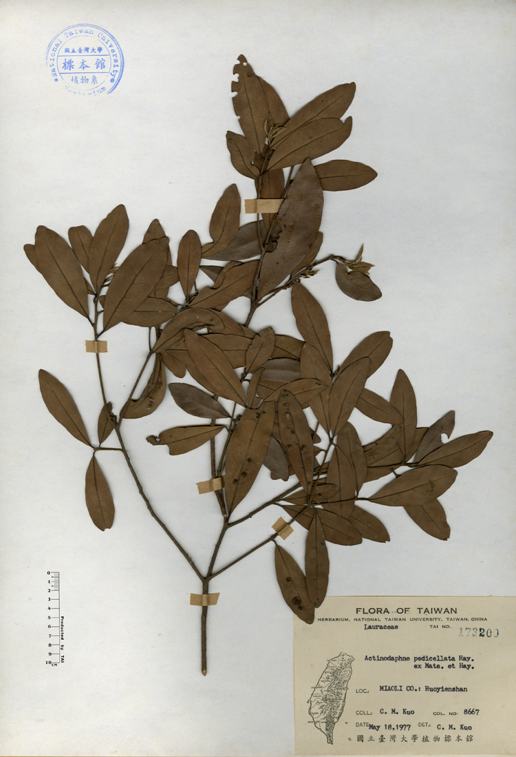 中文種名:小梗木薑子學名:Actinodaphne pedicellata Hay. ex Matsum. et Hay.俗名:小梗木薑子俗名（英文）:小梗木薑子