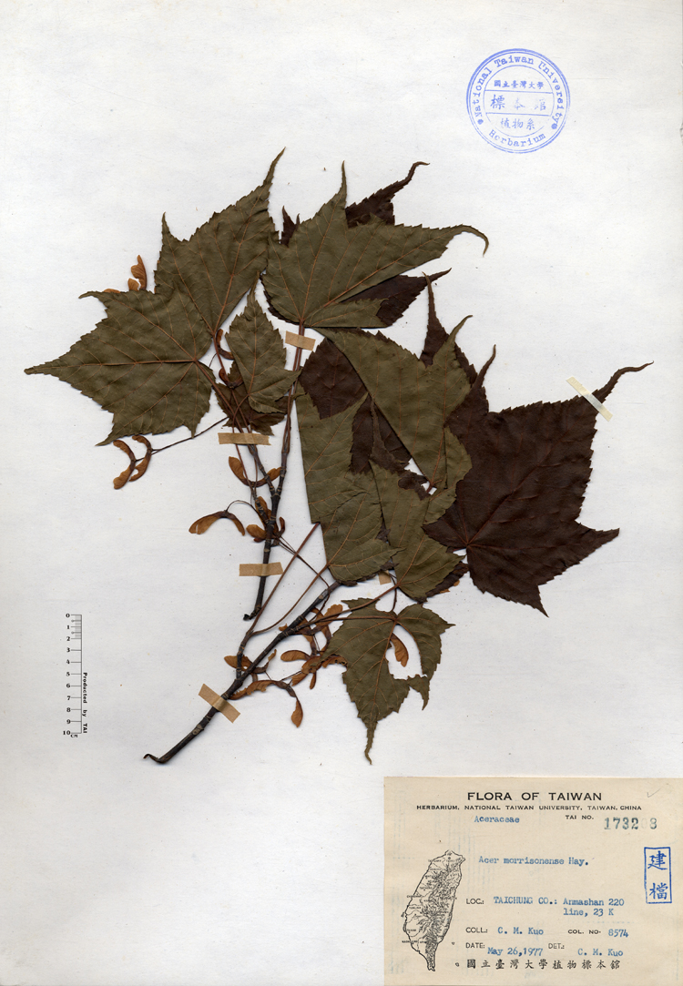 中文種名:尖葉槭學名:Acer morrisonense Hay.俗名:尖葉槭俗名（英文）:尖葉槭