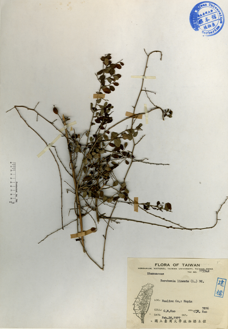 中文種名:小葉黃鱔藤學名:Berchemia lineata (L.) DC.俗名:小葉黃鱔藤俗名（英文）:小葉黃鱔藤