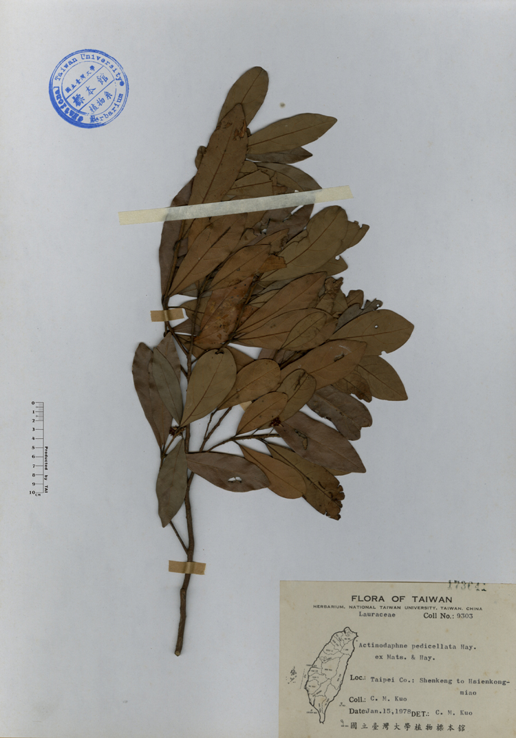 中文種名:小梗木薑子學名:Actinodaphne pedicellata Hay. ex Mats. & Hay.俗名:小梗木薑子俗名（英文）:小梗木薑子