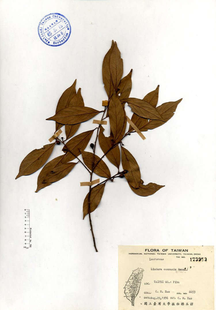中文種名:香葉樹學名:Lindera communis Hemsl.俗名:香葉樹俗名（英文）:香葉樹