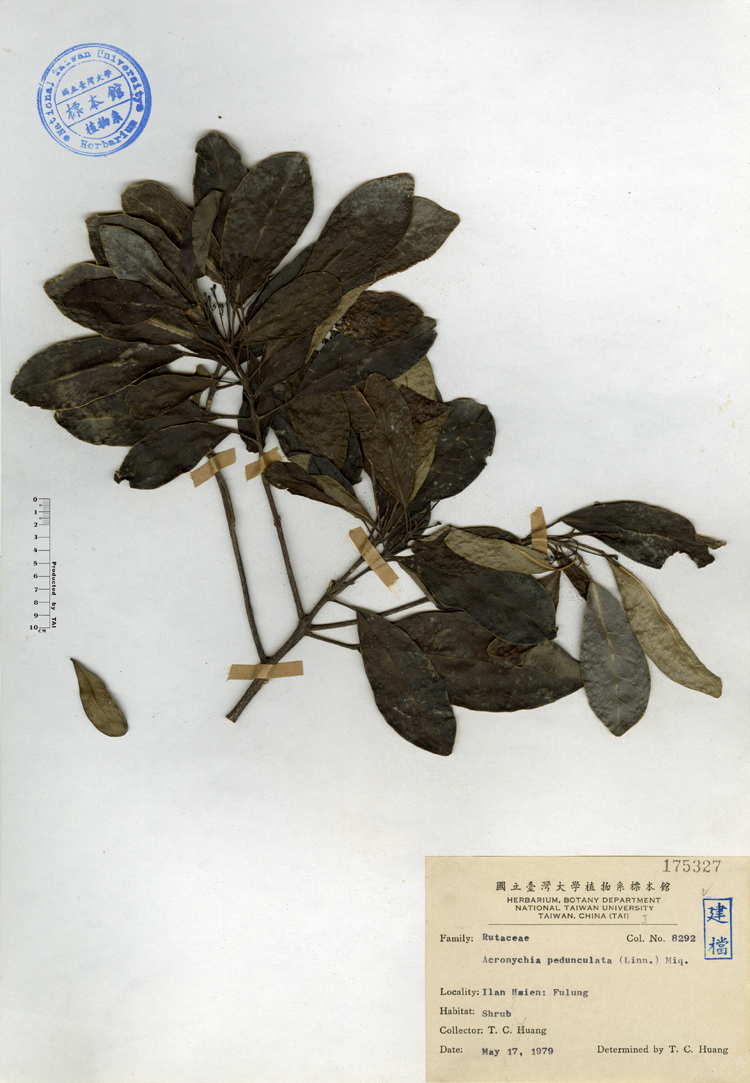 中文種名:降真香學名:Acronychia pedunculata (Linn.) Miq.俗名:降真香俗名（英文）:降真香