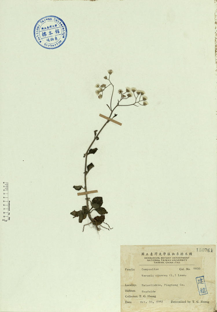 中文種名:一枝香學名:Veronia cinerea (L.) Less.俗名:一枝香俗名（英文）:一枝香