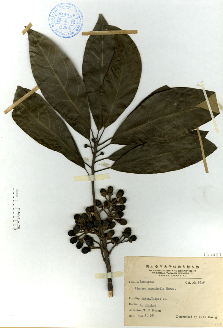 中文種名:大香葉樹學名:Lindera megaphylla Hemsl.俗名:大香葉樹俗名（英文）:大香葉樹